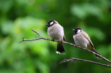 Luck Birds: The Symbolism Behind 5 of the Most Lucky Species - Cool Astro