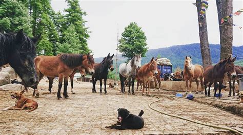 HOW TO HELP | BarnyardBhutan