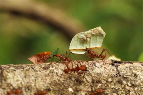 The Largest Ant Colony on Earth - A-Z Animals