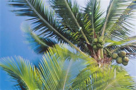 Coconut Tree vs. Palm Tree: What's the Difference?