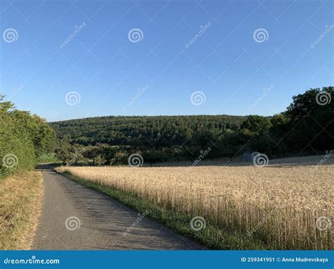 A Narrow Paved Road Along a Grain Field, Stretching into the Distance ...