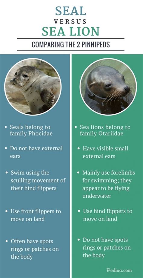 Difference Between Seal and Sea Lion | Facts, Characteristics, Behaviour