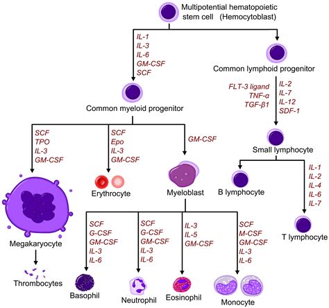 Leukocytosis - wikidoc