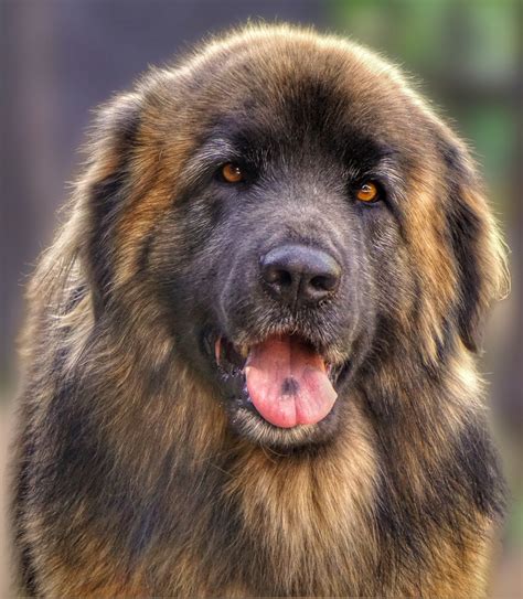 Free Images : animal, friend, vertebrate, dog breed, leonberger, dog like mammal, carnivoran ...