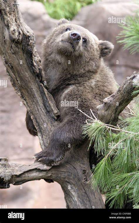 Cubs Grizzly Bear Cubs Stock Photo - Alamy