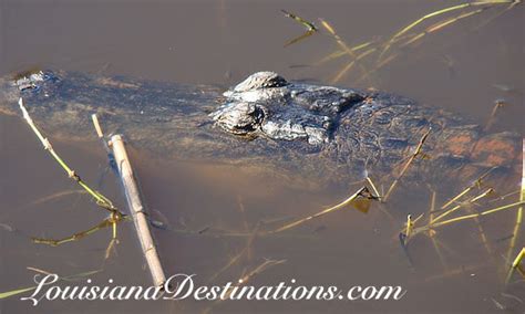 Pecan Island Louisiana travel and tourism information, location, map, history, Forked Island and ...