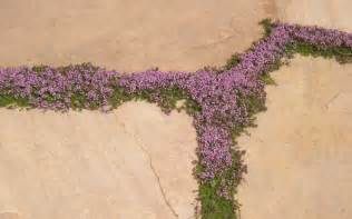 Buy Thymus serpyllum 'Elfin' - Elfin Creeping Thyme - 10 Count Flat - 4 ...