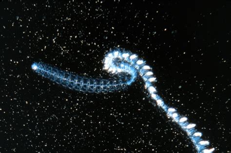 8 Beautiful Bioluminescent Creatures From the Sea | WIRED