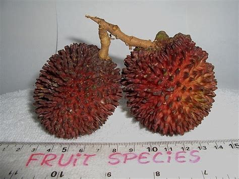 Fruit Species: PULASAN