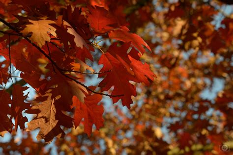 Red Autumn Leaves Background - High-quality Free Backgrounds