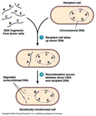 Bacterial Transformation