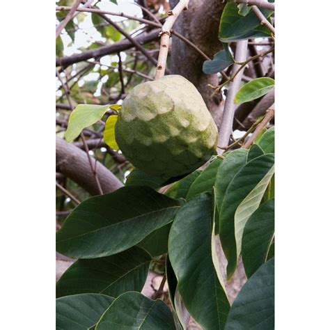 3.4-Gallon Cherimoya Tree (LW04128) at Lowes.com