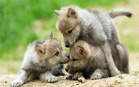 302 best images about Wolf puppy on Pinterest | Wolves, A wolf and Maned wolf