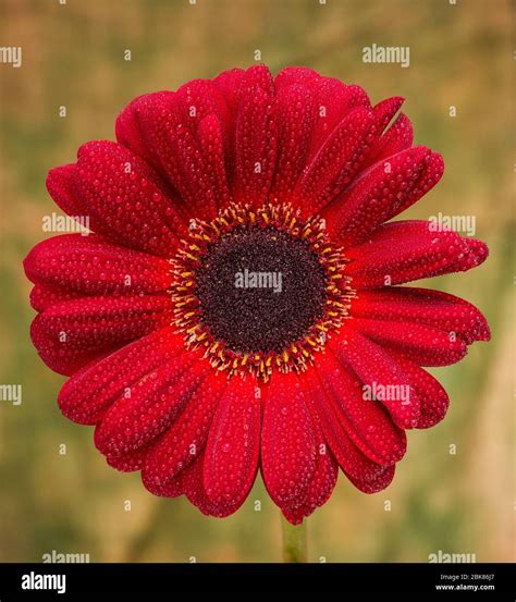 Barberton daisy hi-res stock photography and images - Alamy