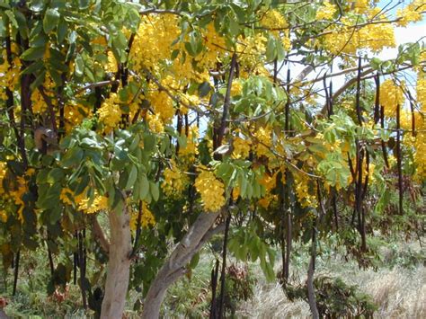 Characteristics of the Medicinal Amaltas Tree - RemedyGrove