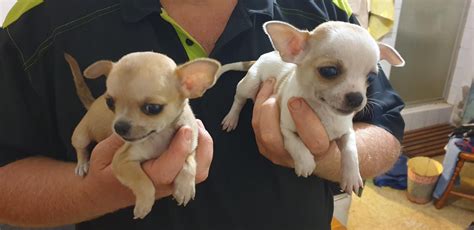 lovely Chihuahua puppies for Rehoming - Pets Rehoming, Ras Al-Khaymah