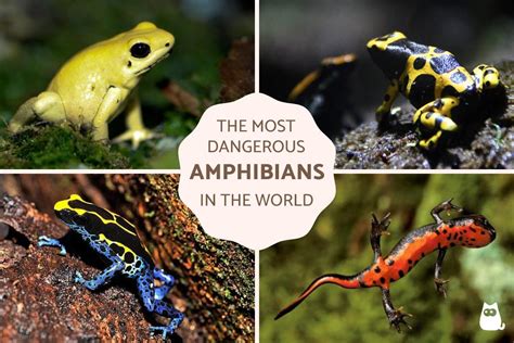 Types Of Amphibians List