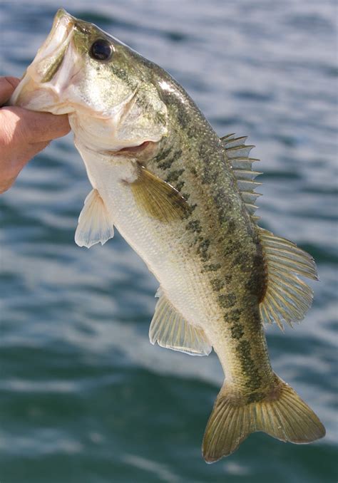 Largemouth Bass Wallpaper HD (59+ images)