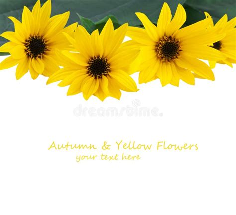 Yellow Flowers Border stock image. Image of healthy, autumn - 34719913