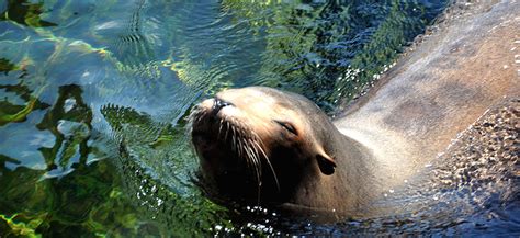 California Sea Lion Habitat