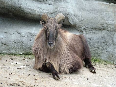 Himalayan Tahr Facts, Distribution, Habitat, Diet, Pictures | Coniferous Forest