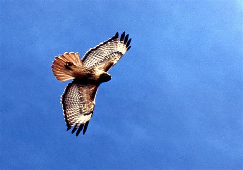 Annual hawk migration in Duluth | Science Buzz