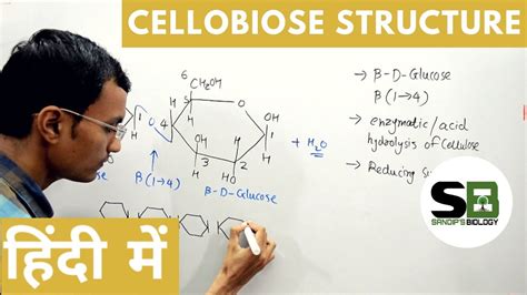 Cellobiose structure in Hindi - YouTube