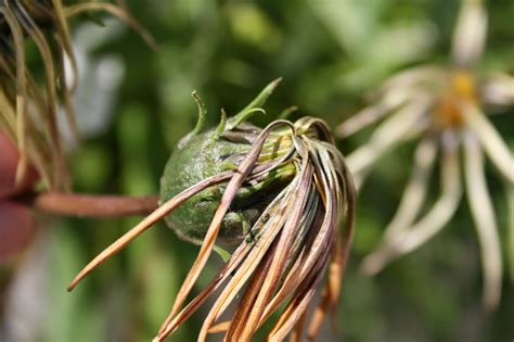 Home Gardening - India: Collecting Seeds - Gazania