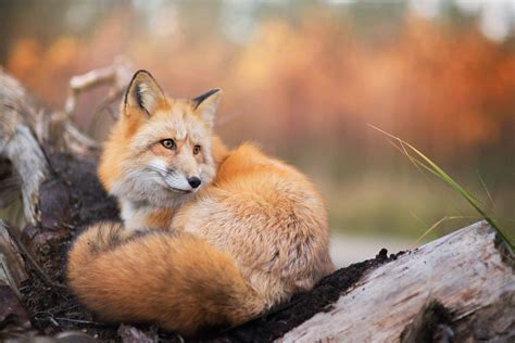 fox, Animals, Nature, Wildlife Wallpapers HD / Desktop and Mobile Backgrounds