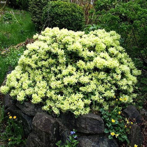 1 X RHODODENDRON 'SHAMROCK' EVERGREEN BUSHY SHRUB HARDY GARDEN PLANT IN ...