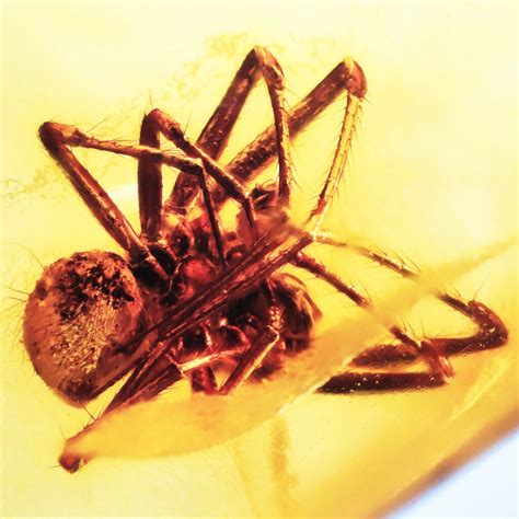 Amber with Spider - The Fossil Cartel