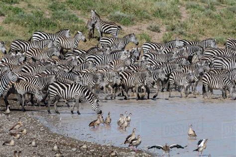 A herd of plains zebras (Equus quagga) drinking at Hidden Valley lake ...