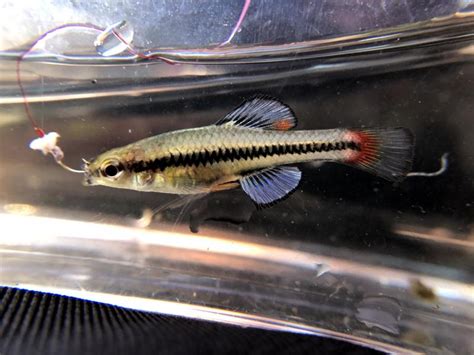 Killifish, Bluefin Species.Spotlight | www.roughfish.com