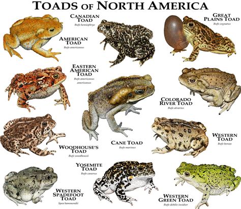 Toads of North America by rogerdhall on DeviantArt