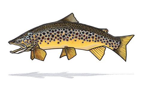 Brown Trout Print | Trout art, Brown trout, Trout