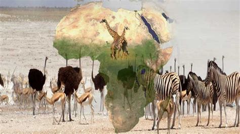 Important Geographical Facts about Africa