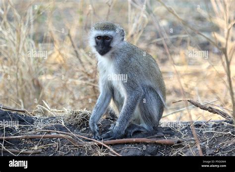 Green monkey hi-res stock photography and images - Alamy