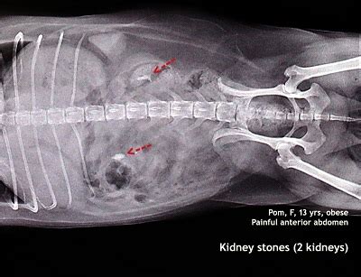 Kidney Stones In Golden Retriever Dogs