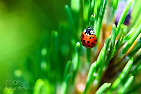 17 Beautiful Images with Shallow Depth of Field