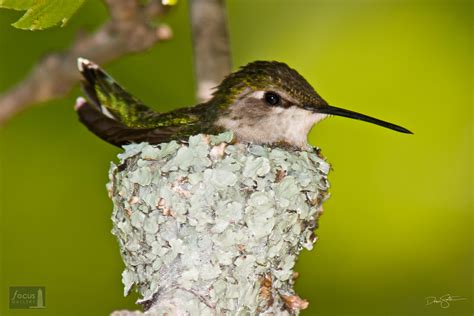 Ruby-throated Hummingbird on Nest | Arlington, Virginia | Focus Gallery ...