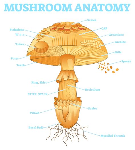 Parts Of A Mushroom