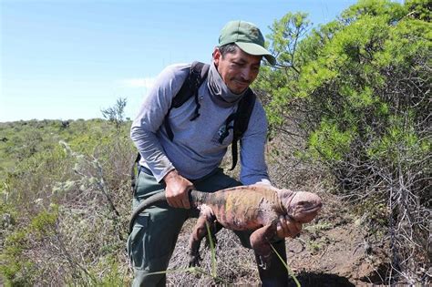 Endangered pink iguana hatchlings seen for first time on Galapagos ...