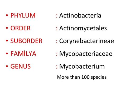 MYCOBACTERIUM INFECTIONS PHYLUM Actinobacteria ORDER Actinomycetales SUBORDER Corynebacterineae