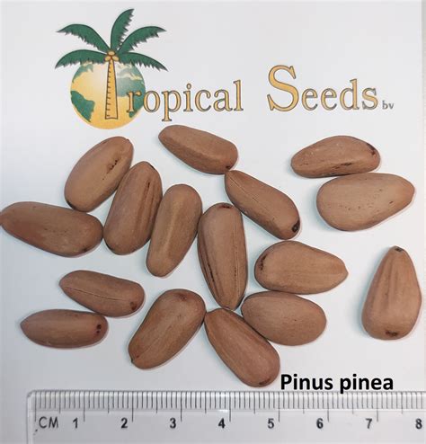 Pinus Pinea Seeds