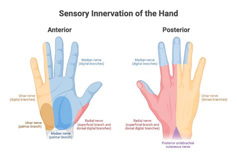 Sensory Innervation of the Hand | BioRender Science Templates