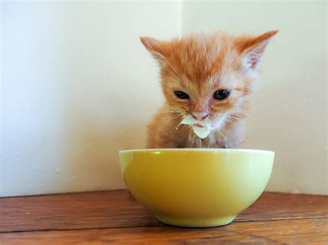 Kitten With Face Covered In Milk Stock Photo - Download Image Now - iStock