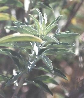 White Sage | Salvia apias (alt. apiana) Lamiaceae (Labiatae)… | Flickr