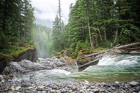 Types of Forests Found in Canada - WorldAtlas.com