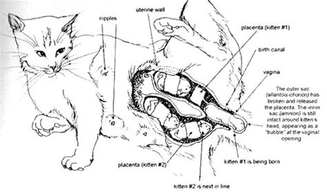 Cat giving birth (image from "The Cat Owner's Home Veterinary Handbook") | Cats, Pregnant cat ...