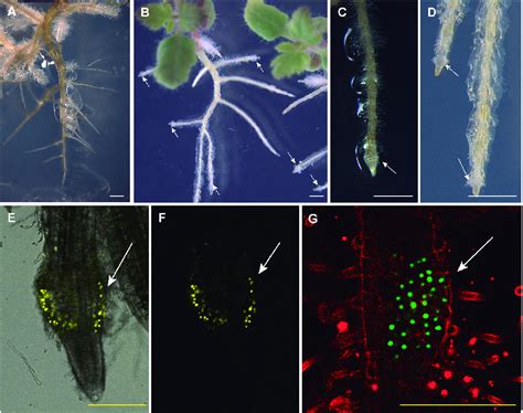 Figure 1 from Haustorium Induction Assay of the Parasitic Plant Phtheirospermum japonicum ...